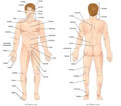 See human body anatomy stock video clips. Anatomical Vocabulary Human Anatomy And Physiology Lab Bsb 141