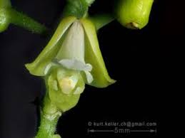 Image result for Polystachya leonardiana