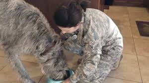 Iams (/ˈaɪəmz/) is a popular brand name for dog food and cat food manufactured by spectrum brands in europe and mars, incorporated worldwide. Iams Launches New Campaign Inspired By Real Stories To Showcase The Emotional Bond Between Pets And Their Owners Procter Gamble News