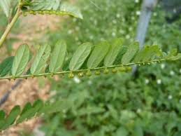 Image result for Phyllanthus fraternus