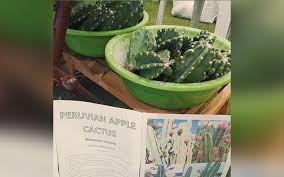 Description *peruvian apple cacti bloom large white flowers at night. Carnivorous Plants At Parkmall S Plant Expo Sunstar