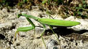 Walang kadung 2d / belalang 2d: Belalang Sembah Menginspirasi Kung Fu Greeners Co