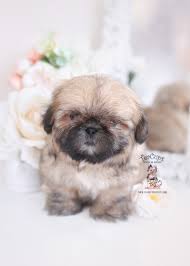 Delivering our cutest and healthy puppies to your home! Imperial Shih Tzu Puppies For Sale By Teacups Puppies Boutique Teacup Puppies Boutique