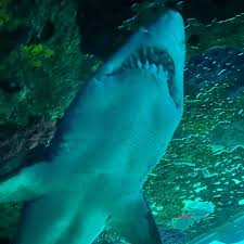 Ripley'S Aquarium Of The Smokies In Gatlinburg | Expedia.Co.Th