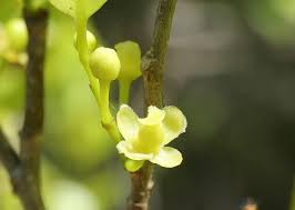 Image result for Putranjivaceae