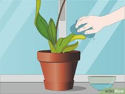 Use a diluted liquid fertilizer. How To Care For Orchids 14 Steps With Pictures Wikihow