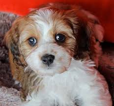 If it is your desire to bring the most exceptional cavapoo or cavapoochon into your life, then look no further, you have come to the right place! Cavapoochon Puppy For Sale Heavenly Puppies