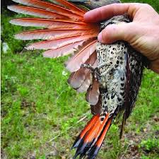 It is mostly seen in the eastern regions of north america, up through the northern taiga right into alaska. Adult Red Shafted Flicker Colaptes Auratus Cafer Photo Courtesy Of Download Scientific Diagram