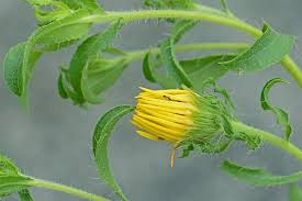 Image result for Heterotis canescens