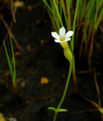 Image result for Exochaenium