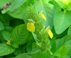 Image result for Justicia flava