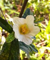 Image result for Sida rhombifolia