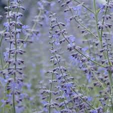 Image result for perovskia atriplicifolia 'little spire'
