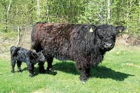 Bei uns finden sie für jedes zuchtziel den richtigen bullen. Praxis Agrar Ble Rinderrassen Vorgestellt Fleischrassen