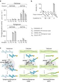 Maybe you would like to learn more about one of these? The Plant Cell Wall Enzyme Atxth3 Catalyses Covalent Cross Linking Between Cellulose And Cello Oligosaccharide Scientific Reports