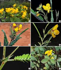 Image result for Chamaecrista plumosa