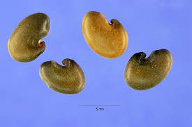 Image result for Crotalaria juncea