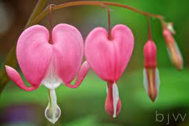 Bleeding Hearts Weaverville Nc Macro Photography Flowers Macro Flower Flowers Photography