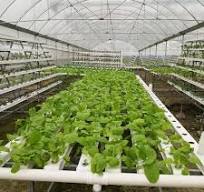 Greenhouse Hydroponic Nft Channels 100x50 Gully System Lettuce Vegetables