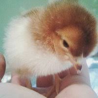 We have been meyer hatchery customers for 10 years, purchasing both egg layer and meat chickens. Experience With Meyer Hatchery Backyard Chickens Learn How To Raise Chickens