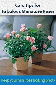 Got A Potted Miniature Rose These Care Tips Will Keep It Flowering Longer Mygardenlife Minirose Minia Rose Plant Care Container Flowers Indoor Roses Plant