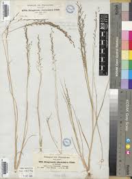 Image result for Eragrostis tef