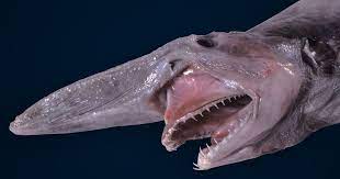 Jun 21, 2021 · the goblin shark gives birth to live pups. Goblin Sharks Sport Diver