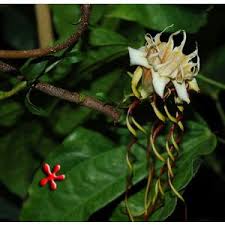 Image result for Strophanthus nicholsonii