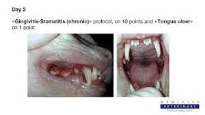 Here you will find one or more explanations in english for the word faucitis. Mi Mi Katze Mit Akuter Gingivitis Stomatitis Und Geschwur An Der Zunge Asaveterinary