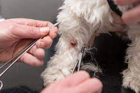 How to remove a skin tag from a dog. Dog Skin Tag Growing Fast Www Macj Com Br