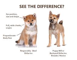 Genetic health, temperament, movement and soundness are of main concerns in our breeding. How Much Do Shiba Inu Puppies Cost My First Shiba Inu