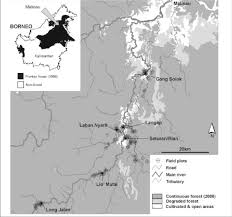 Image result for Pentadesma reyndersii