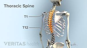 In the front part of the diagram. All About Upper Back Pain