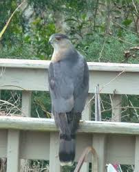 Identification Birds Of Prey In Georgia Cold Cooper S Hawk Cooper S Hawk Nature Backyard