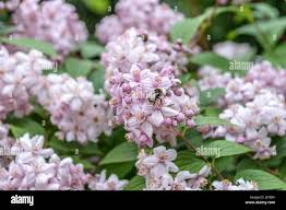 Image result for Deutzia x hybrida ′Mont Rose