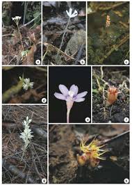 Image result for Exochaenium oliganthum