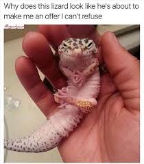 Funny Lizard Picture With Caption Cute Reptiles Funny Animals Funny Animal Pictures