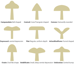 Mushroom Identification The Mushroom Diary Uk Wild