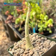 Image result for Cyphostemma setosum