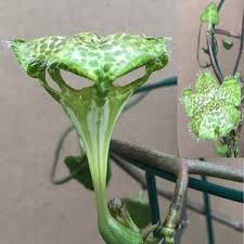 Image result for Ceropegia speciosa