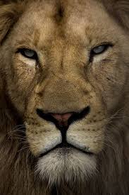 Lion Majestic Animals Animals Lions