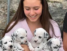 TURCO. Zagreb's Parisian Knight "Turco" era poseedor de los siguientes  títulos: Joven Campeón Chileno, Campeón Chileno, 6 de 7 CAGC para Gran  Campeón Chileno, 4 de 5 CACLAB para Campeón Latinoamericano, entre