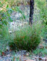 Image result for Schoenus