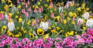 Hyazinthen So Duftet Der Fruhling Garten Stiefmutterchen Hyazinthe Knollenpflanzen