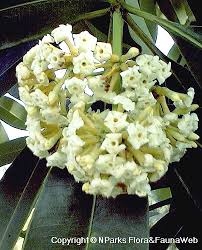 Image result for Alstonia