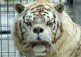 tiger with down syndrome unusual animals white tiger tiger