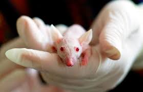 Maybe you would like to learn more about one of these? Animal Testing Is Cruel And Doesn T Work Here S Why