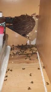 Maybe you would like to learn more about one of these? Yellow Jacket Nest Under A Bathroom Sink San Antonio Texas Http Www Abolishpestwildlifecontrol Com Honey Bee Bee Removal San Antonio Texas