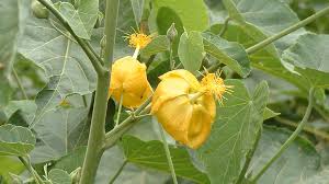 Image result for Pleurolobus salicifolius