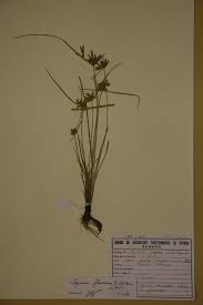 Image result for Pycreus flavescens